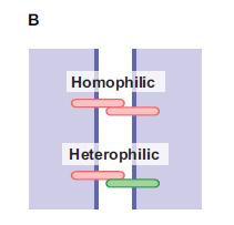 Homophilic vs