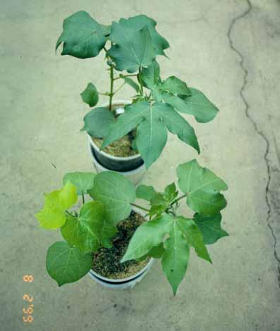 CHAPTER 6 OTHER ESSENTIAL NUTRIENTS CONTUED SULFUR Sulfur-deficient cotton plant (foreground - yellow)