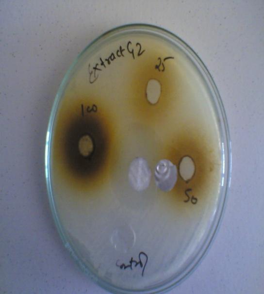 aeruginosa and Bacillus cereus in vitro.