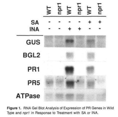 Background Mutant screen for impaired PR gene expression in SA/INA induced conditions Cao, H., Bowling, S. A., Gordon, A. S., & Dong, X. (1994).