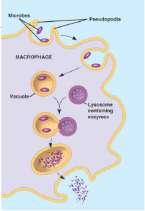 Phagocytes Lymph System Inflammatory response Damage in tissue triggers local inflammatory response