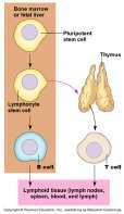 cells) Antibodies immunoglobulins Lymphocytes Develop from pluripotent stem cells B cells Mature in bone