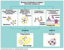 B cells Humoral response = in fluid Defense against attackers circulating freely in blood & lymph B cell recognizes specific antigen Millions of different B cells, each produces different antibodies