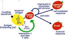 MHC I & MHC II T cells MHC I Presents antigens from infected cells & cancer cells Triggers cytotoxic T cells MHC II In phagocytic cells = antigen-presenting cells Present antigens from digested