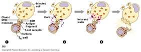 Cytotoxic T cells attack! B cells vs.