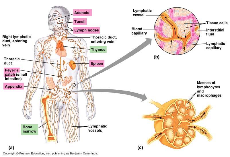 Lymph system Production of