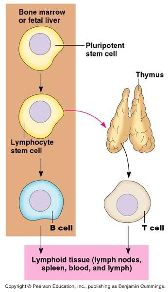 Lymphocytes Develop from pluripotent stem cell B cells mature in bone marrow humoral response system