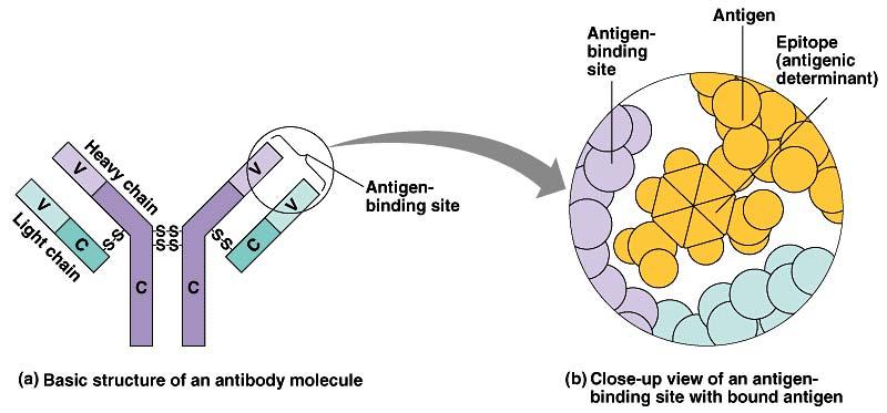 Antibodies Proteins that bind to a specific antigen multi-chain proteins produced by B cells antibodies match molecular shape of antigens immune system has