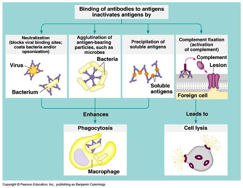 Antigen disposal Antigen-antibody