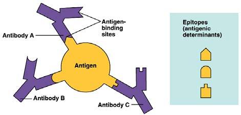 mechanisms phagocytosis by