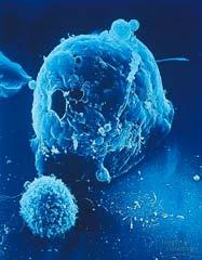 T cells Cell-mediated immunity defense against invaders of cells viruses & bacteria within infected cells, fungi, protozoa & parasitic worms defense against non-self cells cancer & transplant