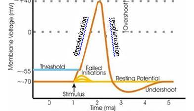 7a) List & briefly describe the four events (what ion is moving & in what direction) that occur to create an ACTION POTENTIAL. 1) Resting potential: neuron cell is at approximately -70 mv.