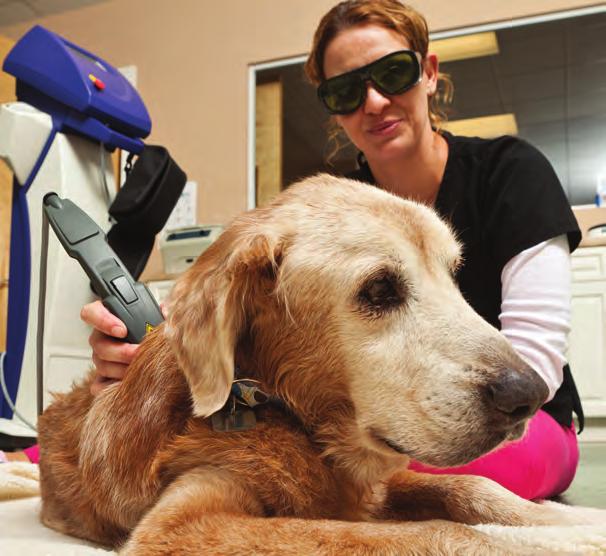 BOTH CLASS III AND CLASS IV LASERS HAVE IMPORTANT APPLICATIONS IN PHYSICAL REHAB FOR DOGS, BUT PROPER TRAINING IN THE USE OF THIS THERAPY IS ESSENTIAL, BOTH FOR VETERINARIANS AND TECHNICIANS.