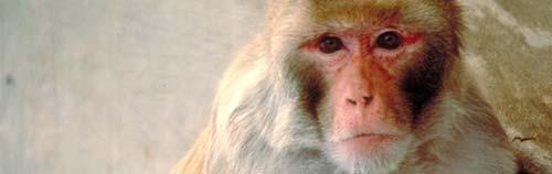 Rhesus Macaques Macaca mulatta Old