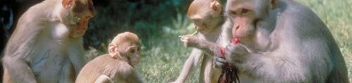 Rhesus Macaques Diet Omnivores Up to