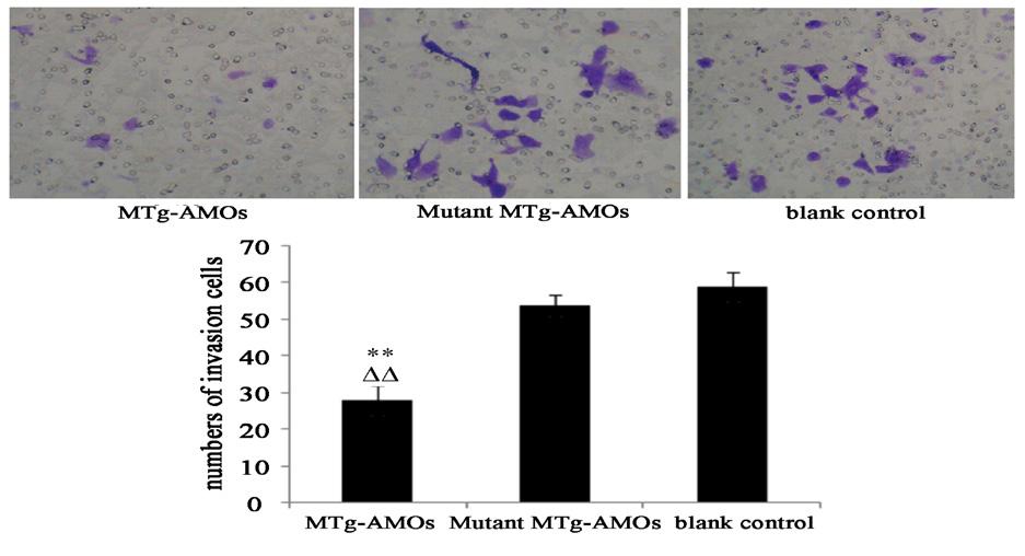 Ling Xu et al Figure 3. Expression of mirnas in Gastric Cancer Cells Transfected by MTg-AMOs and AMOs.