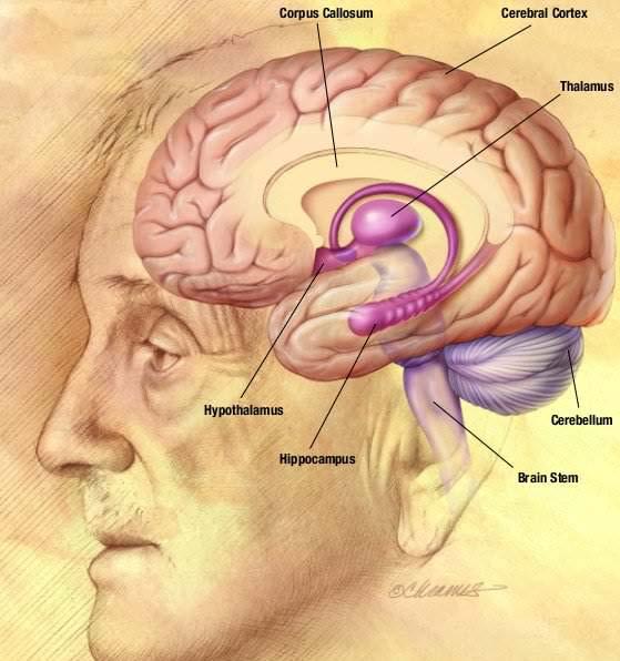 The hippocampus in health & disease A major structure of the medial temporal lobe