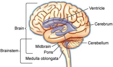 Brainstem Pons, Medulla