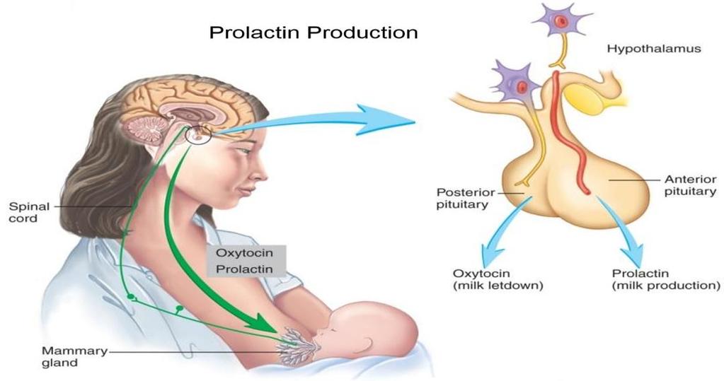 vii) Prolactin (PRL).