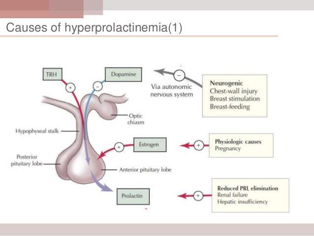 Function: The act of nipple suckling in breast-feeding, stimulates PRL release lactogenesis fills breast with milk for the next feed. Oxytocin (OT) is also released by suckling triggers milk let-down.
