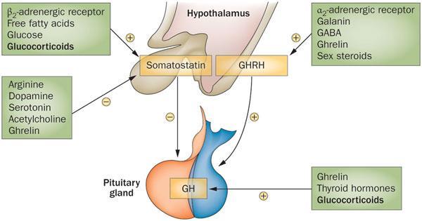 viii) Growth Hormone (GH, somatotropin) Regulation of GH GHRH (somatocrinin) and GHIH (somatostatin) released by hypothalamus majorly control GH secretion by somato-tropes.