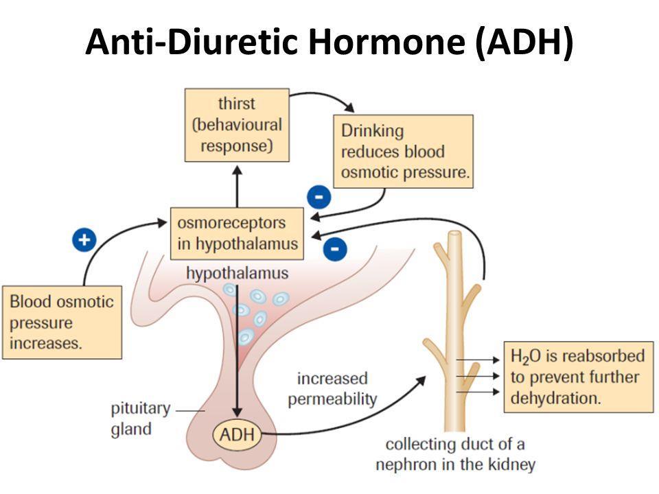 i) vasopressin (antidiuretic hormone ADH II-The pituitary gland 1. The Posterior Pituitary hormones. Structure: The vasopressins are peptides consisting of nine amino acids (nonapeptides).