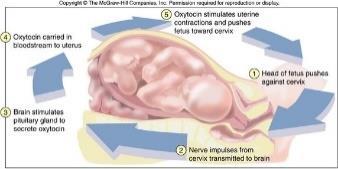 ii) oxytocin II-The pituitary gland 1. The Posterior Pituitary hormones.