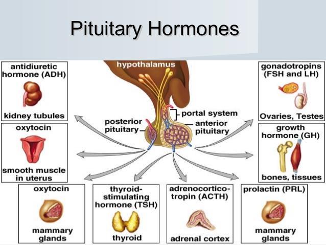It secretes many important hormones that have different effect on other glands in the body. When The pituitary gland is not working correctly, many things can go wrong in the body.