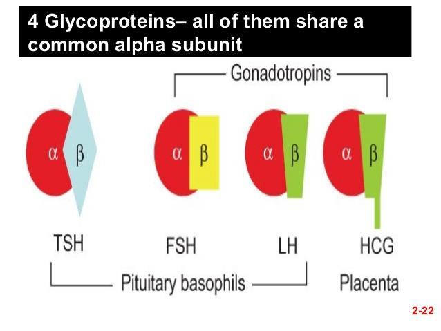 * The β subunit (TSHB) is unique to TSH, and therefore determines its function * It stimulates the growth of thyroid cells and leads to increased blood flow through the gland.