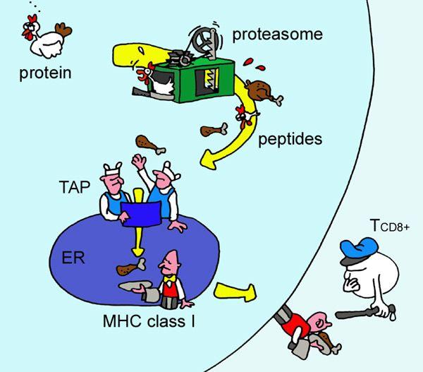 Quick intro to T cells Proteins cleaved into peptides Some peptides loaded on MHC Peptide/MHC complexes presented on cell surface T cells look at