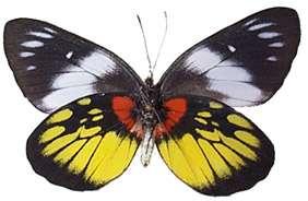 selection Butterfly distribution Basis of edge effects (birds) Reptile occurrence