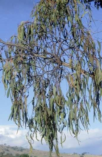 Consequences & priorities Mistletoe can have direct positive effect on local richness Potential influence of mistletoe on productivity and succession Optimal