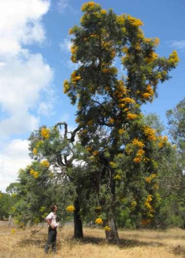Yellow / red flowers with lots of nectar Pollinated primarily by birds Mistletoe life cycle Abundant fruit rich in protein, fat, carbs & water Dispersed
