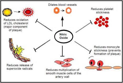 BMs of Atherosclerosis NO (nitric oxide) impairment NO