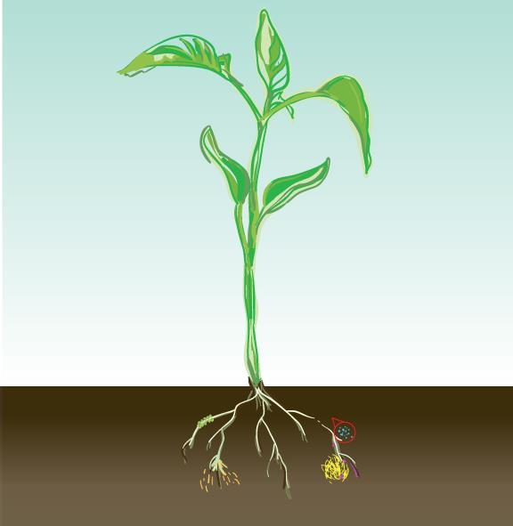 Plant nutrient delivery strategies Phyllosphere