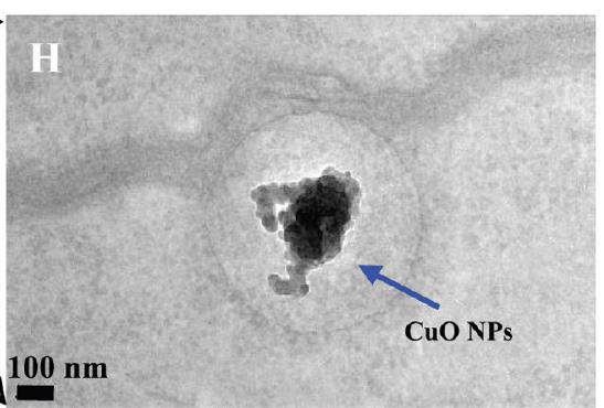 endocytosis CuO NPs in shoot FeO