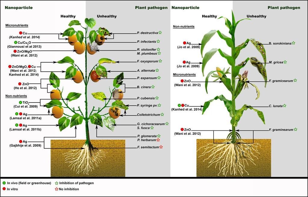 Micno-bits and plant health Servin, A.; Elmer, W.; Mukherjee, A.; De la Torre-Roche, R.; Hamdi, H.; White, J.C.; Bindraban, P.