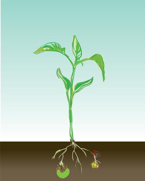 Biology to drive fertilizer
