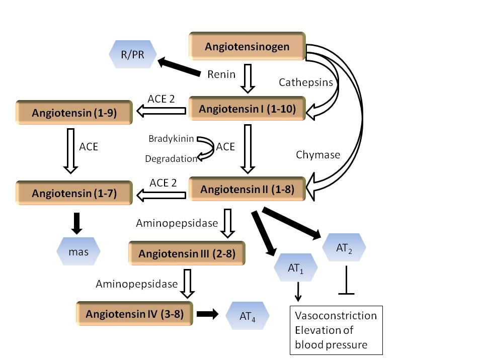 Figure 3: Components of the renin-angiotensin system Angiotensinogen is cleaved by renin and angiotensin converting enzyme (ACE) to form angiotensin (Ang) I and II respectively.