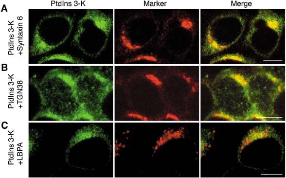 A. Kihara et al. Fig. 4. Immunofluorescence localization of PtdIns 3-kinase. HeLa (A and C) and H-4-II-E cells (B) were permeabilized, fixed, and then subjected to immunostaining.