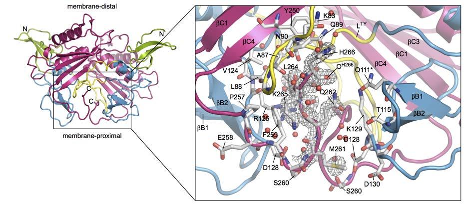 Supplementary Figure 4 Close-up of membrane proximal EpEX region reveals the C-terminal part in unnatural orientation. EpEX cis-dimer is shown in cartoon representation color-coded as in Fig. 1.