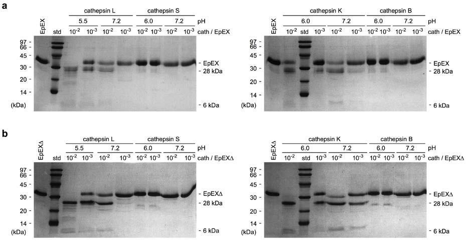 Supplementary Figure 5 EpEX and glycosylated EpEX are cleaved by cysteine cathepsins within the TY-loop. (a, b) Electrophoretically separated fragments under reducing conditions of (a) EpEX (wt, i.e. glycosylated) and (b) EpEX generated by incubation of intact protein samples with cathepsins L, S, K or B.