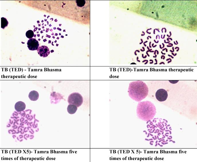 Hence, the test substances administered at both dose levels were found to be negative and indicates the test substances do not induce chromosomal breaks or gain and [Table/Fig-5]: Photomicrograph of