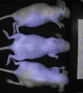 ()The mice autofluorescence was imaged before they were injected