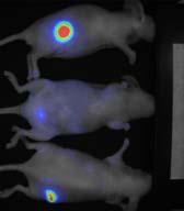 Three mice were imaged together lying on three different positions (tumor