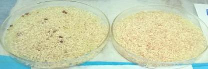 Results of qualitative testing of rice for presence or absent of Iron Rice fortified