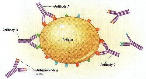 Fig. sites of binding antibodies with antigens 2-Cell mediated immunity It is involved T- lymphocyte cell, that is originally derive from stem cells of the bone marrow and then passes to the thymus