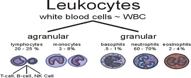 LEUKOCYTES: White Blood Cells Granular leukocytes (granules in