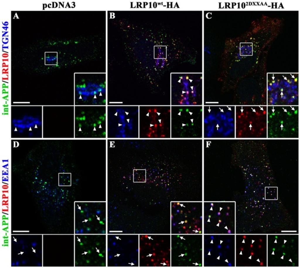 Brodeur et al. Molecular Neurodegeneration 2012, 7:31 Page 8 of 19 Figure 5 LRP10 2DXXAA inhibits the retrograde transport of APP from the endosome to the TGN.