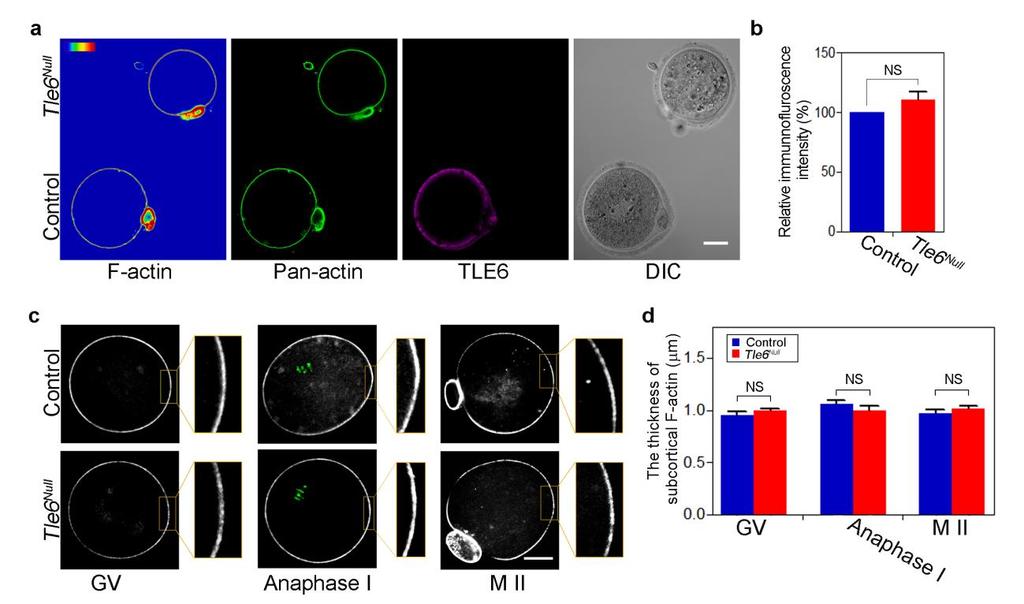 Yu et al., page 6 Supplementary Figure 4. The subcortical F-actin in SCMC null oocytes. (a) Mouse oocytes were recovered from control and Tle6 Null females 12-13 hr after hcg, respectively.